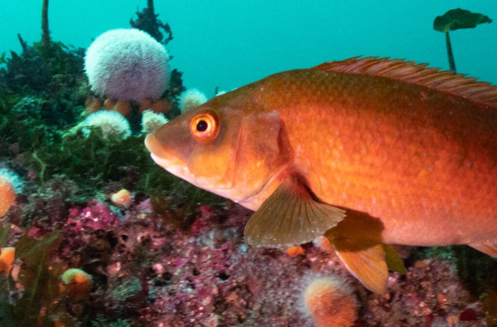 Béal an Chrois Depth 22m