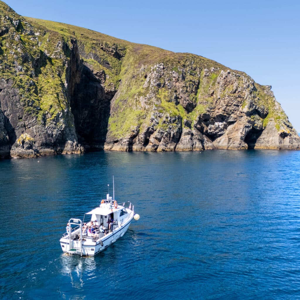 Dolphin and Whale Watching