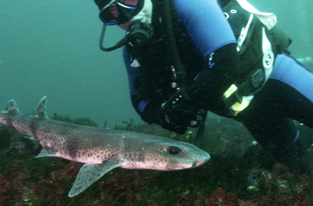 Pollawaddy Pier Depth 9 15m