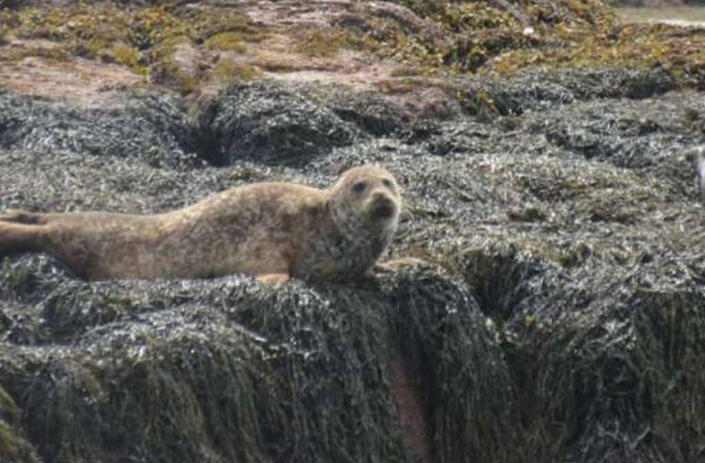 Seal & Bird Watching