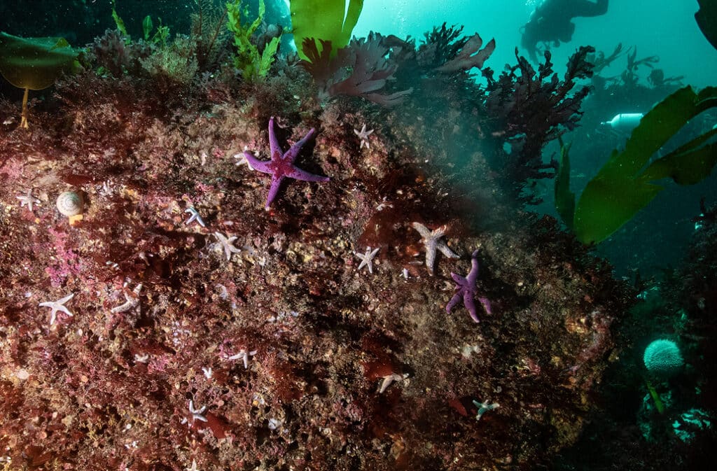 The Greek (Eleftherios) Depth 6 9m