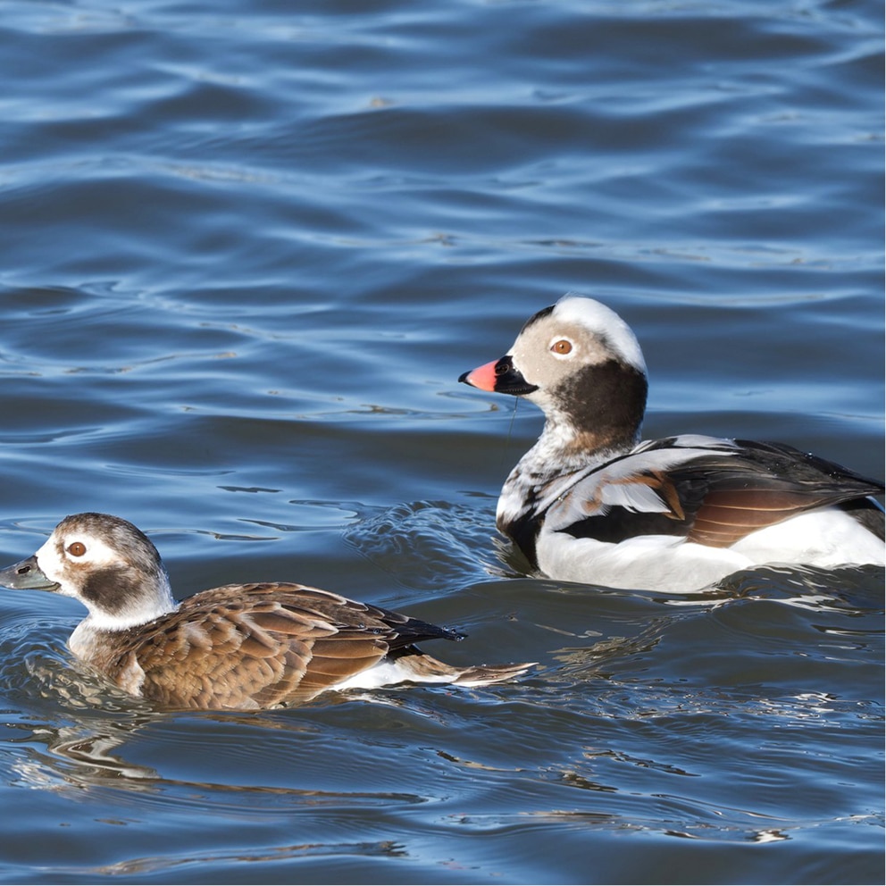 about our seal and bird watchong tours
