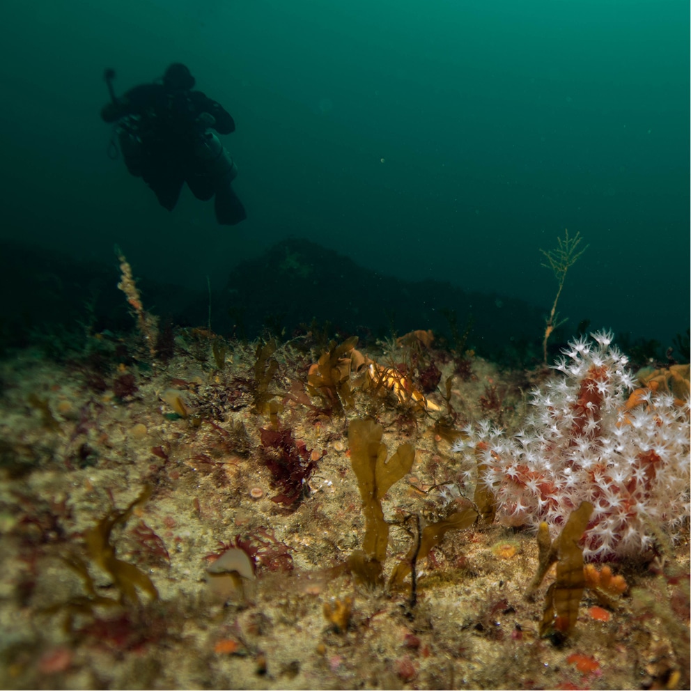 dive beneath the atlantic