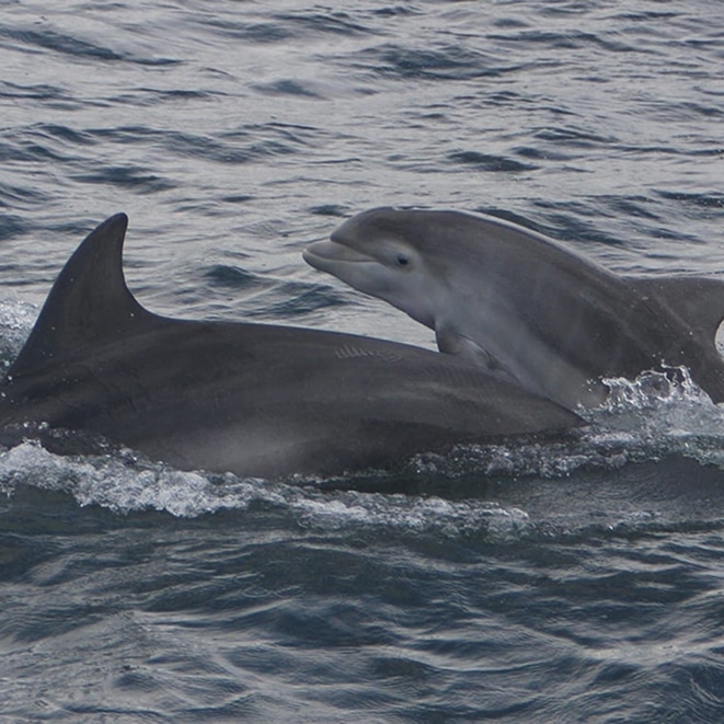 dolphins off arranmore