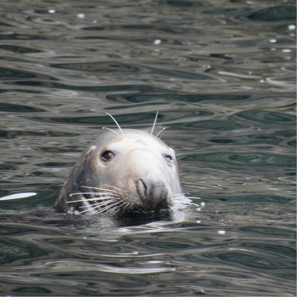 seal popping head out of water